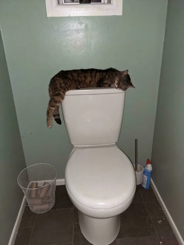 Когда унитаз лучше, чем все кровати в доме.