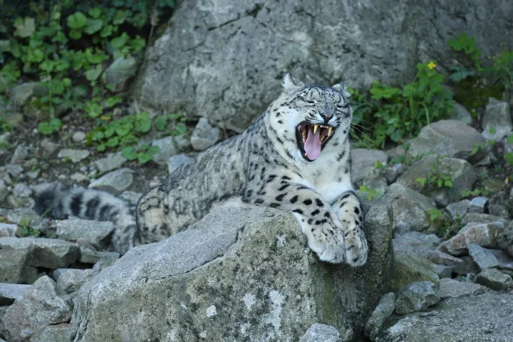 Кошки с маленькими зубами смогли адаптироваться и выжить, в отличие от грозных смилодонов.