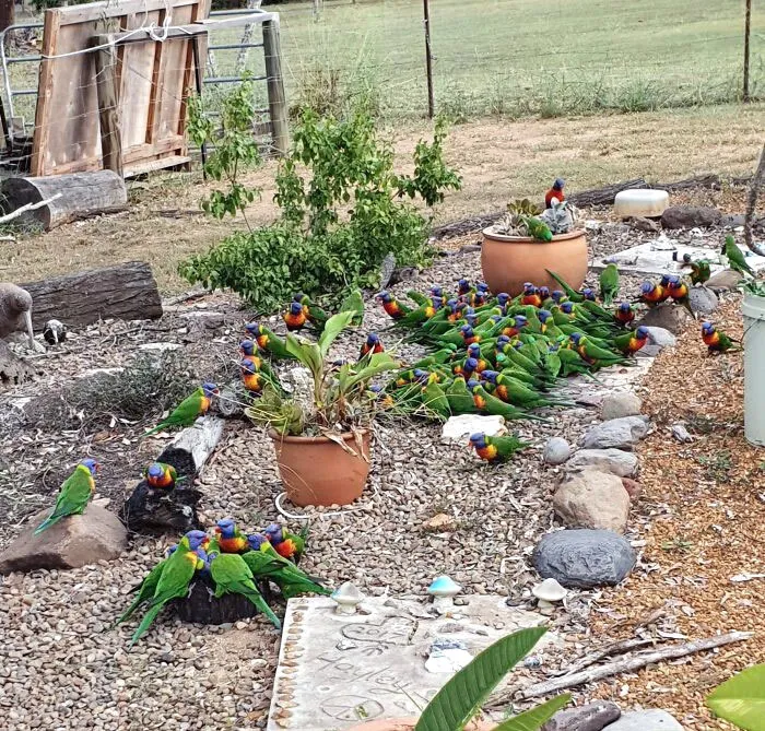 «Кормушка для птиц моего тестя (это все дикие птицы)».