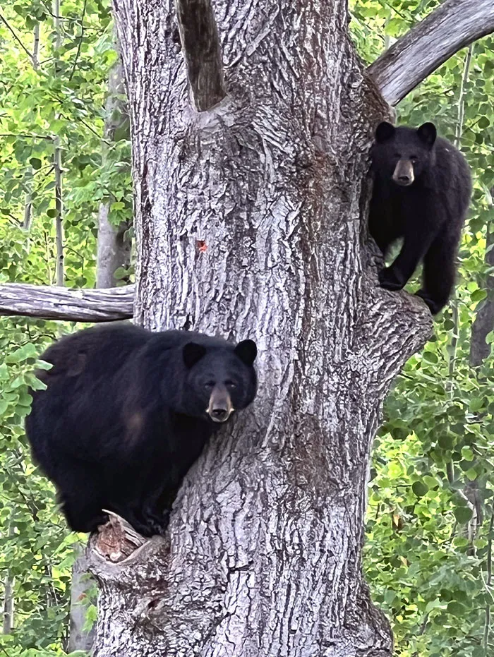«Вид из окна моей кухни этим утром (Нью-Гэмпшир)».