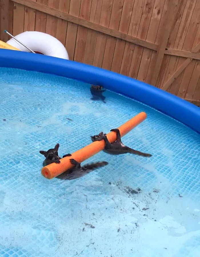 «Вечеринка у бассейна с енотами (моя тетя прислала мне это сегодня утром)».