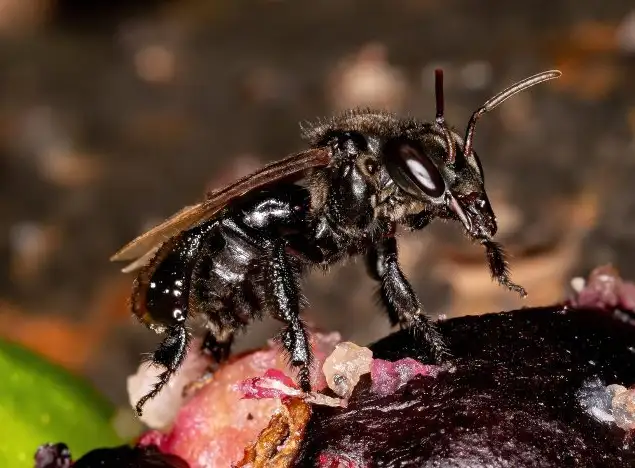 Trigona hypogea.