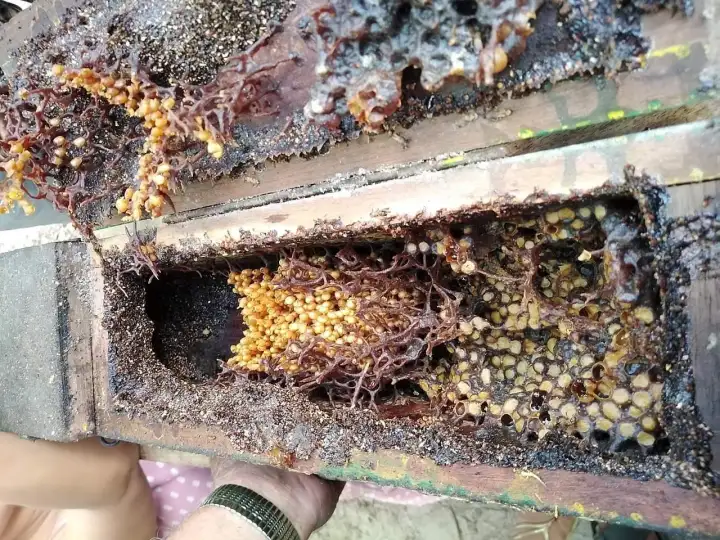 Улей пчел-стервятников.