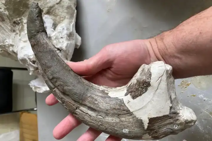 Коготь динозавра.