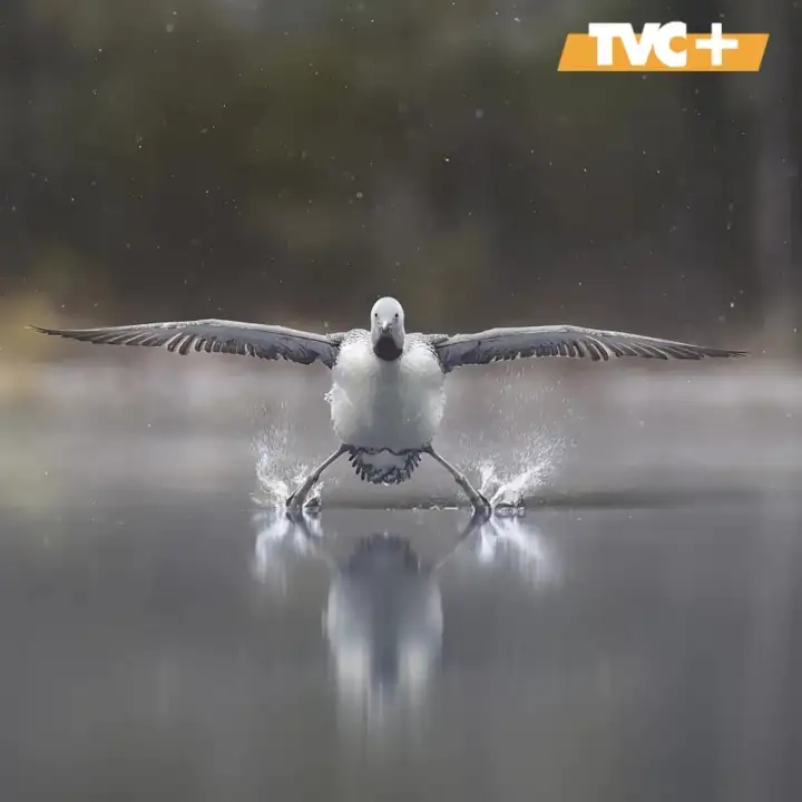 «Шасси выпущено».