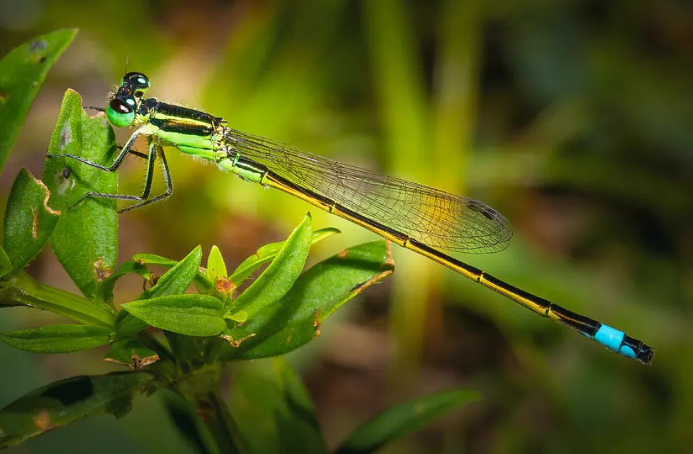 «Портрет стрекозы».