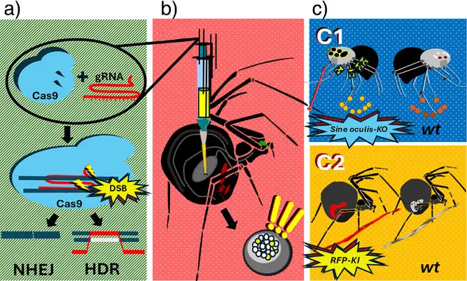 В результате генетического модифицирования появился паук, прядущий красный шёлк.