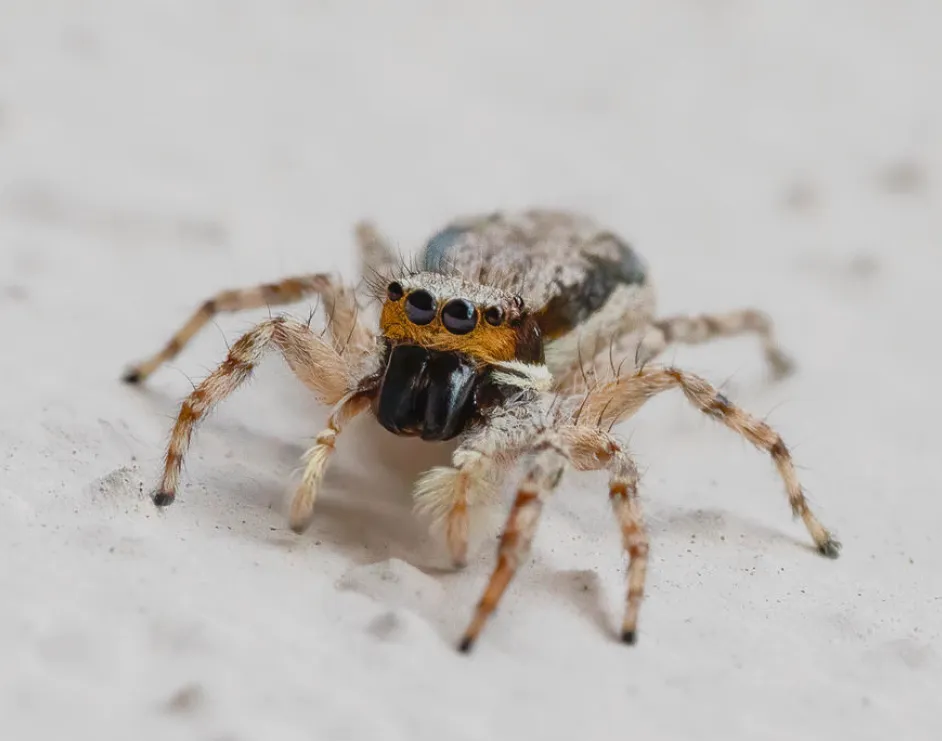 Еще совсем маленький паук.