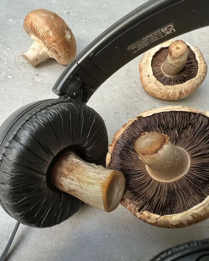 Перед использованием срезать ножку.