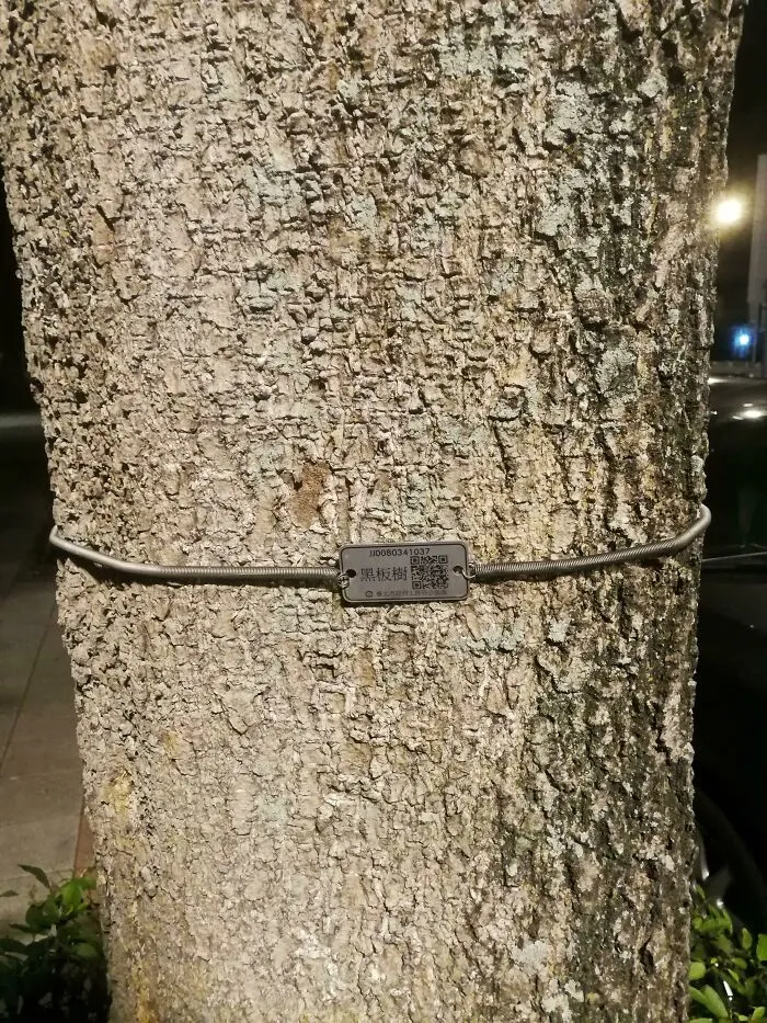 «Некоторые деревья на Тайване имеют QR-коды. Сканирование приведет вас на веб-страницу с дополнительной информацией о дереве».