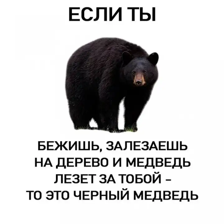 Как отличить бурого медведя.