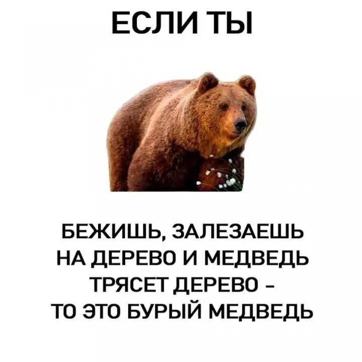 Как отличить бурого медведя.