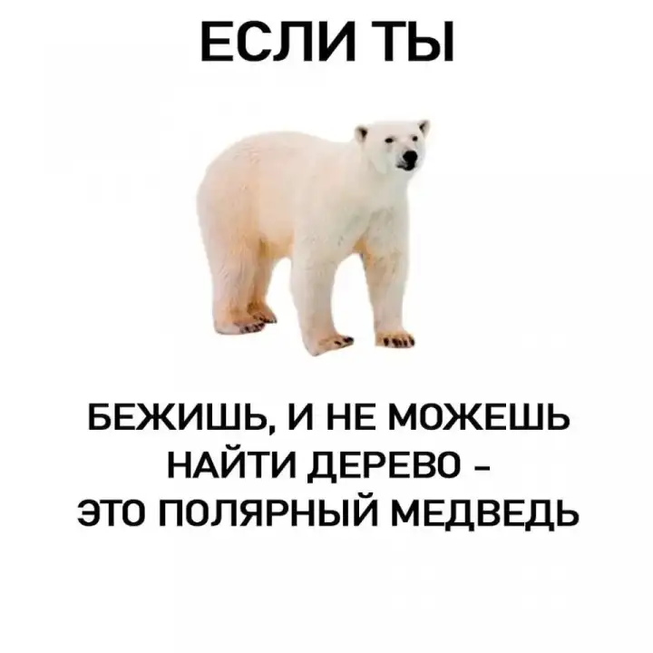 Как отличить полярного медведя.