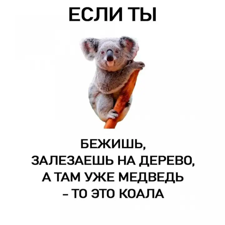 Как отличить коалу.