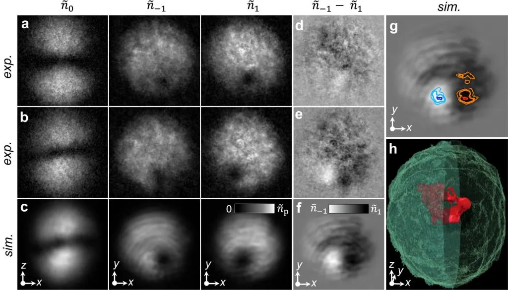 Кольца Алисы.