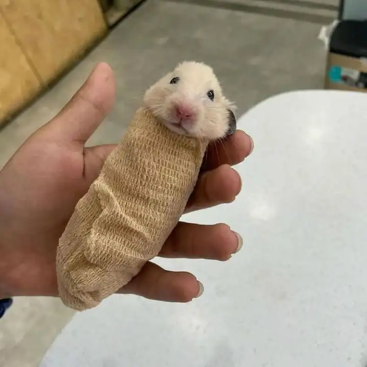 Для чего в Южной Корее массово пеленают хомяков?