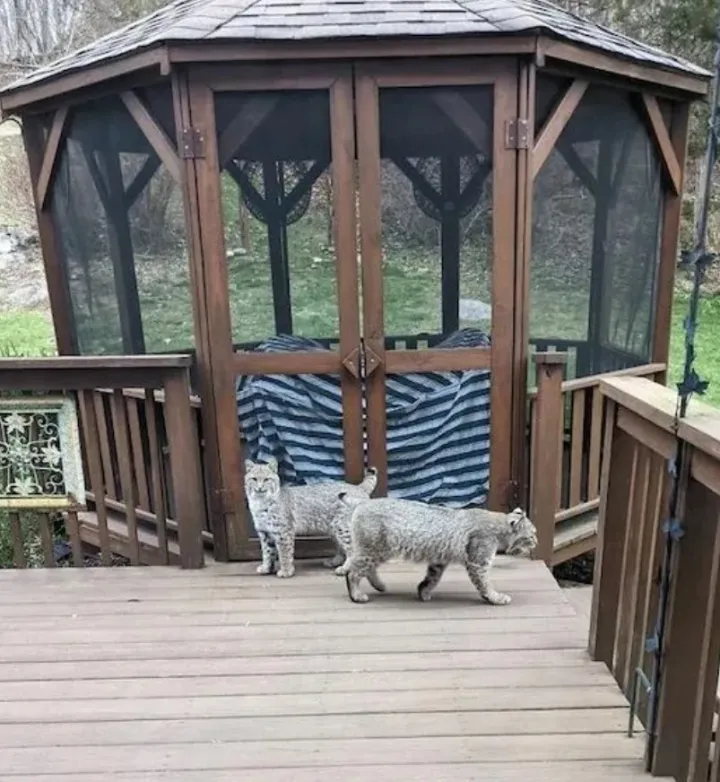 «Вид из моей гостиной в Шермане, Коннектикут».