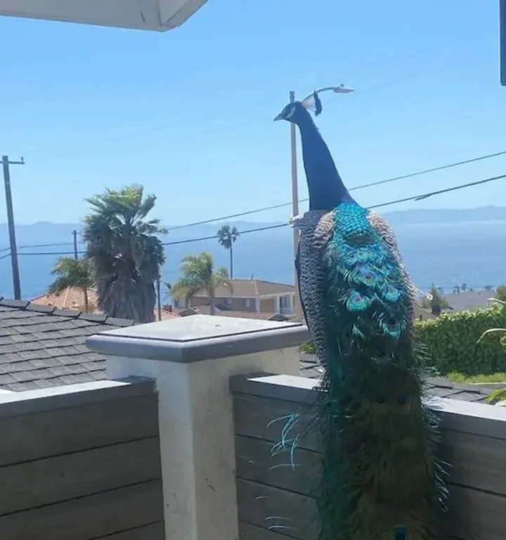 «Я обожаю павлинов. Район Сан Педро, Лос-Анджелес».