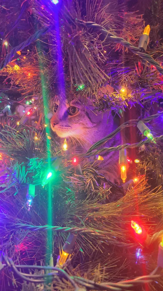 «Мой кот впервые видит рождественскую елку. Думаю, она ему нравится».