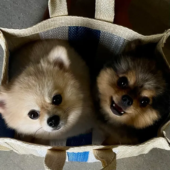 «Я ношу в сумке двух своих пушистых компаньонов, когда катаюсь на велосипеде».