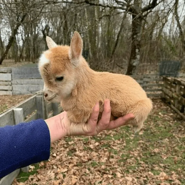 «Мой маленький друг».