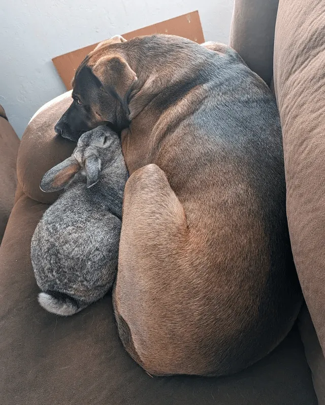 «Кролик Бон Джови и его щенок Абель. Лучшие друзья».