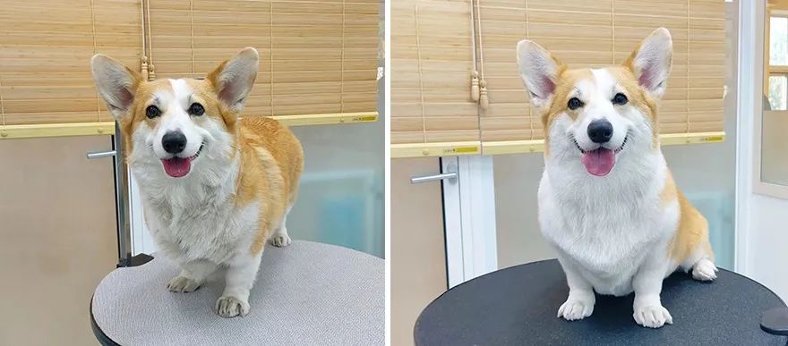 Немного освежили шерстку, и пёсель сразу стал моложе.