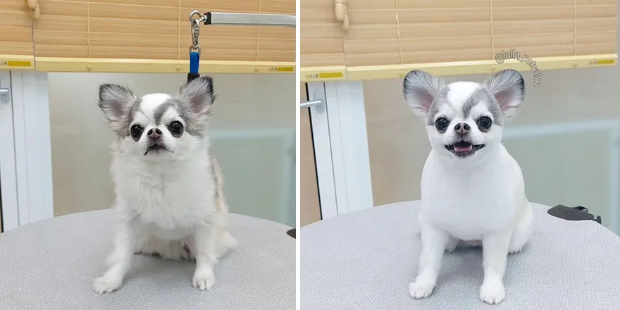 Суровый малый слева и обаяшка справа.