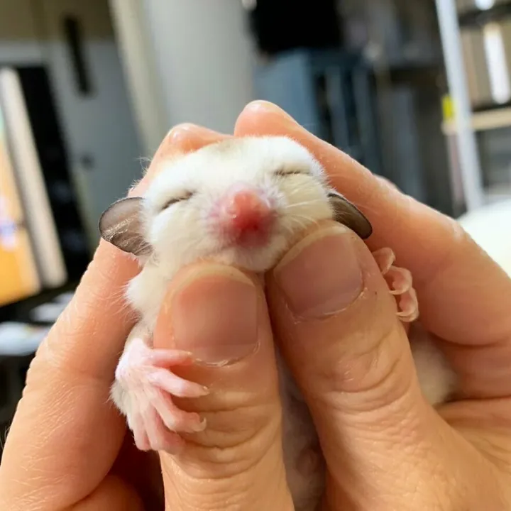 «Калуа такая милая!»