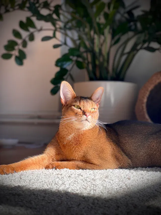 «Любитель весны».