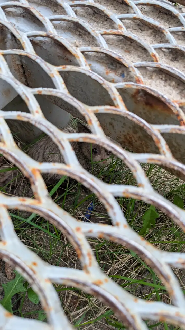 Первая встреча.