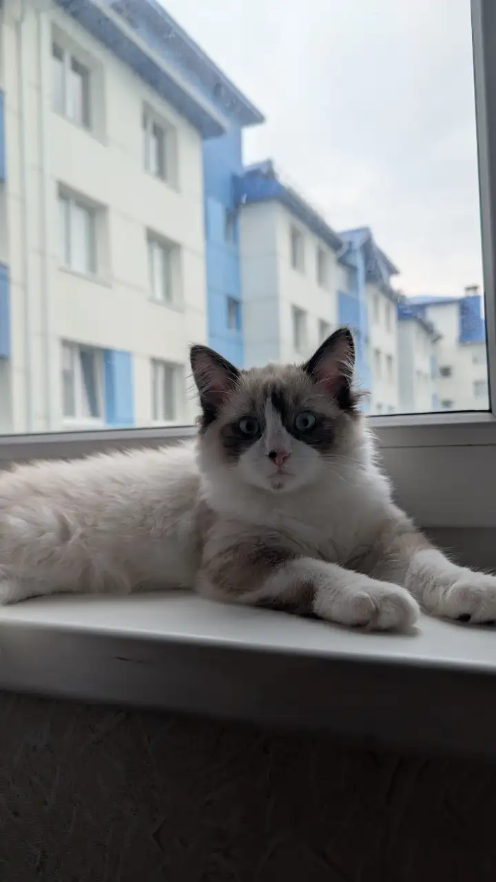 Котик по кличке Бавмалей сейчас.