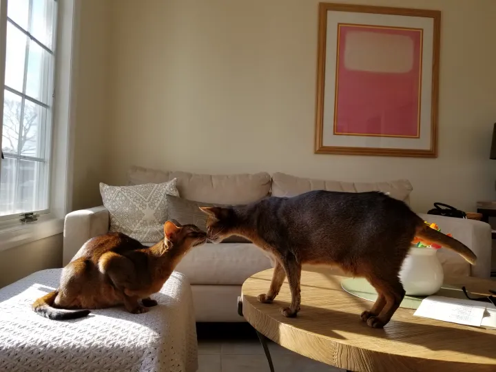 «Эй, давай дружить!»