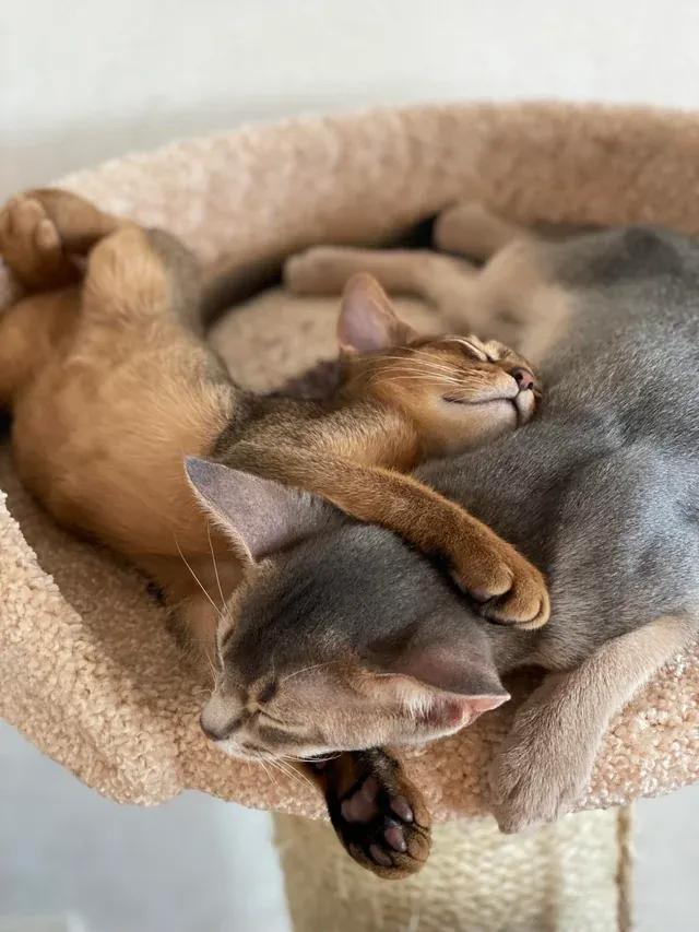 «Мои сладкие малышки».