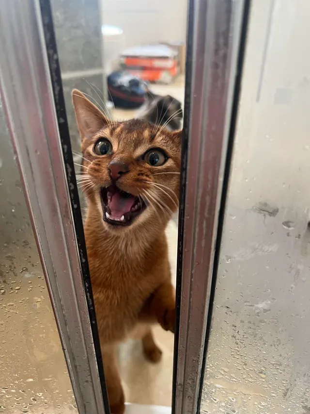 «Владеть абиссинской кошкой — значит ничего не делать в одиночку».