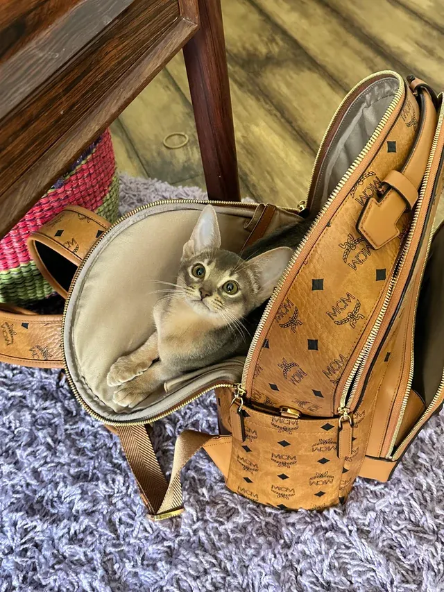 Моя сумочка!