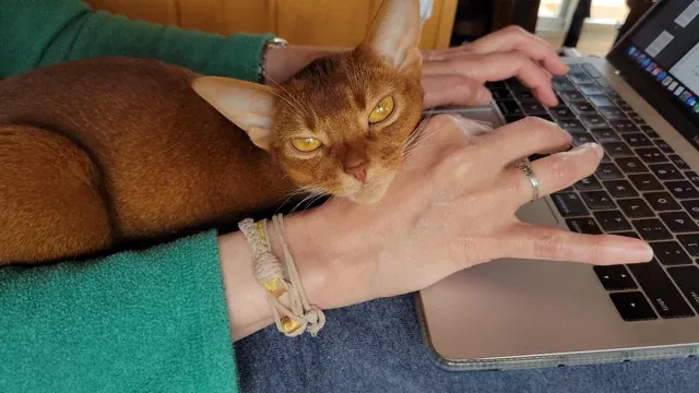 «Наша собака-кошка, когда хочет, чтобы ей поклонялись, а моя жена работает».