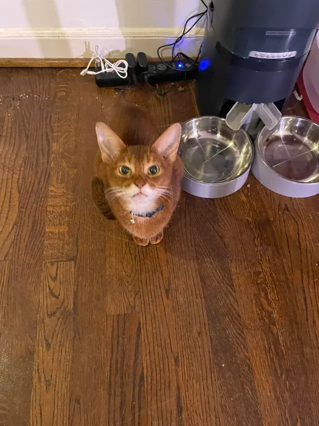 «Пожалуйста, сэр, я хочу еще вкусняшек».