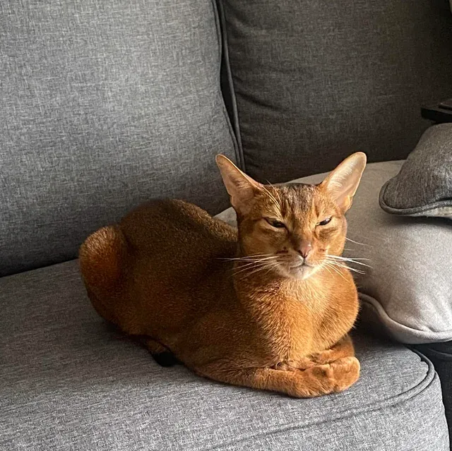 «У каджита есть товары, если у вас есть монеты».