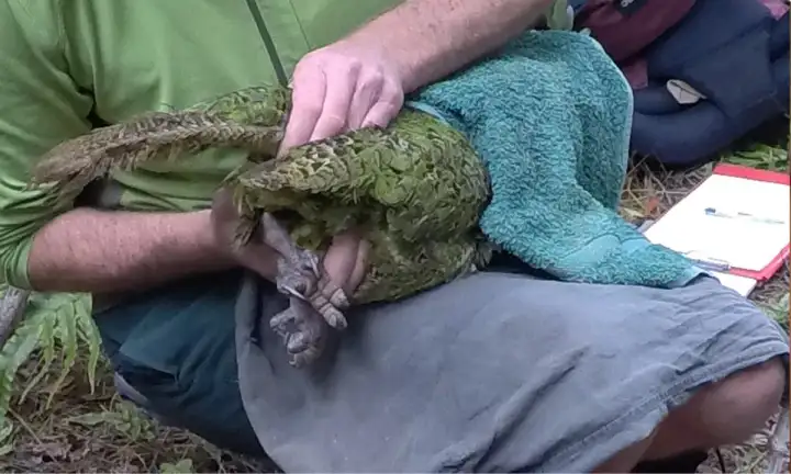 Одна из пойманных птиц, которой проводят массаж живота для успешного оплодотворения.