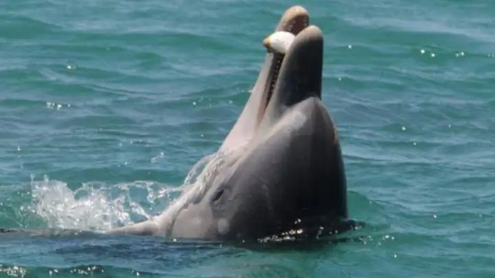 Так выглядит 