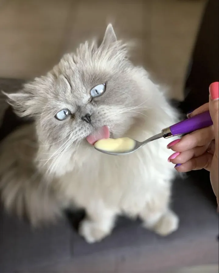 «Сэмми, профессиональный дегустатор пудингов».