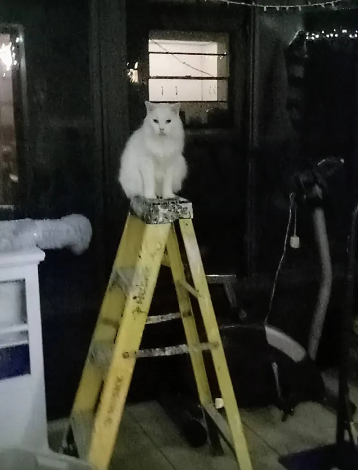 «Ариэль, разнорабочий».