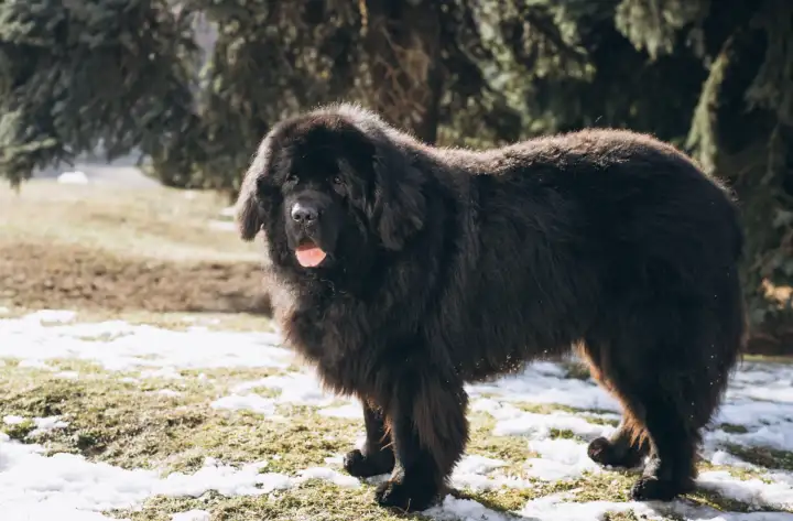 Ньюфаундленд