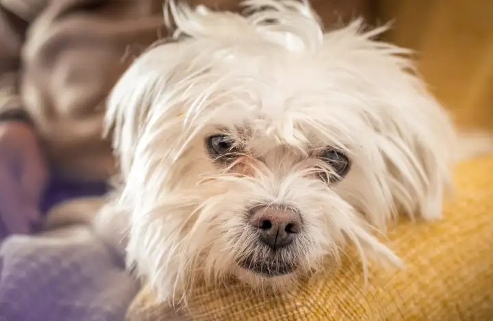 Гаванский бишон