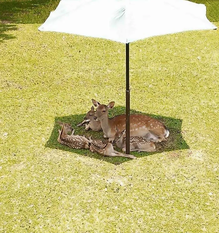 Семейный отдых.