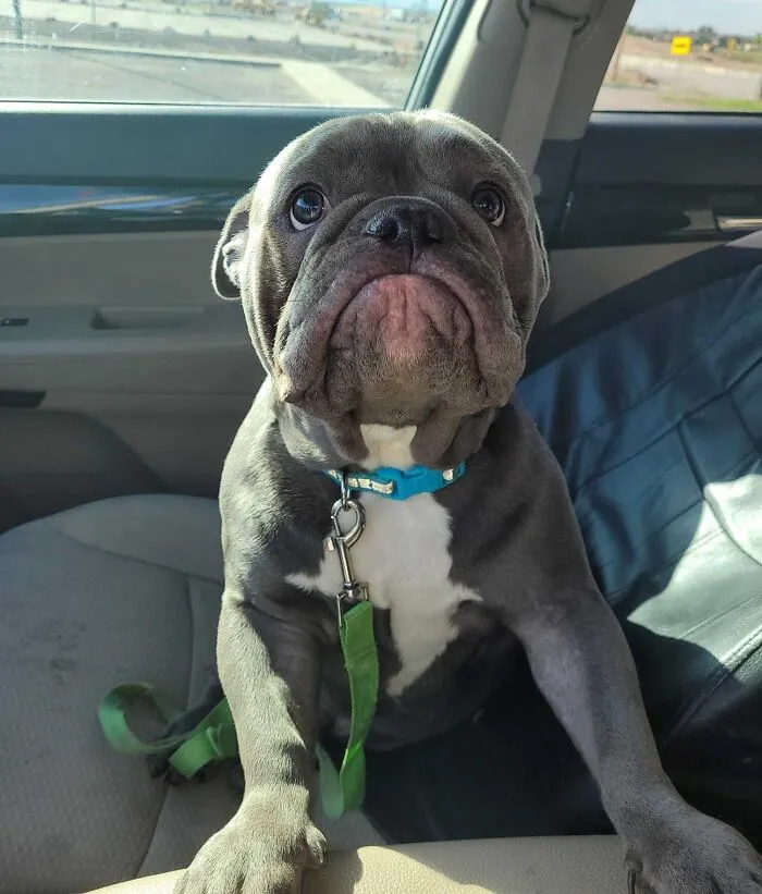 «Грустное лицо, которое он делает мне, когда не может сидеть у меня на коленях, пока я еду».