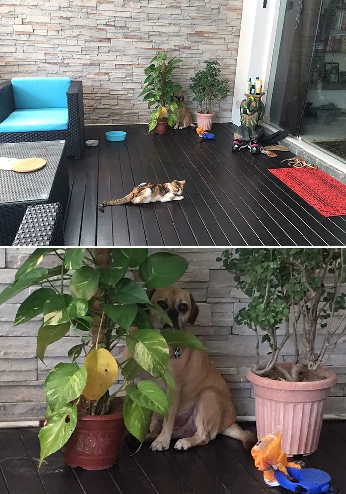 «Салли боится соседского кота».