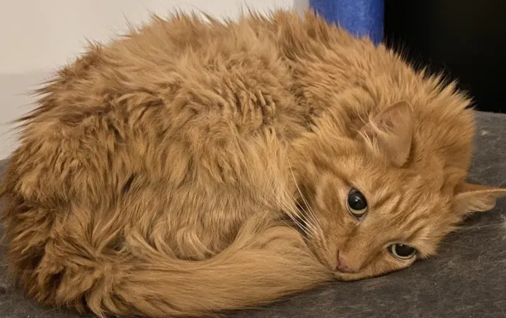 «Наконец-то Тыква получила свою очередь с оранжевой клеткой мозга, и его новообретенное сознание привело к экзистенциальному кризису.».