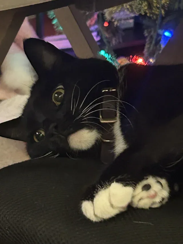 «Мой старик понимает, что этим летом ему исполнится 12 лет».